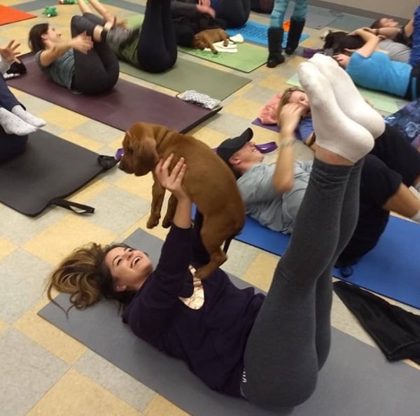 Puppies + Pilates 1